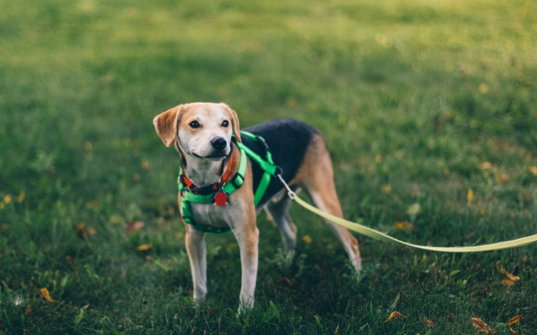 Exploring the Joyful Journey of Canine Companionship